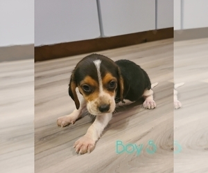 Beagle Puppy for sale in SYLVA, NC, USA