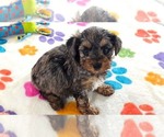 Small #5 Yorkipoo