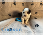 Small Photo #12 Australian Shepherd Puppy For Sale in BETHANY, CT, USA