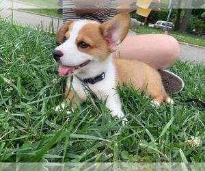 Pembroke Welsh Corgi Puppy for sale in FRESNO, CA, USA