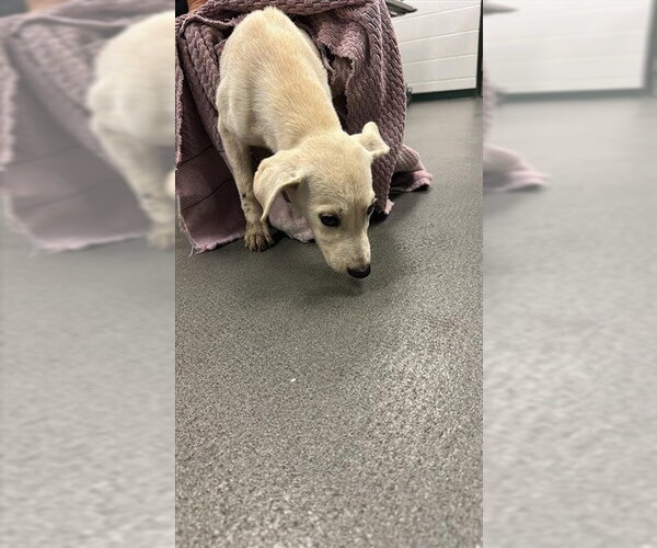 Medium Photo #1 Labrador Retriever Puppy For Sale in Corpus Christi, TX, USA