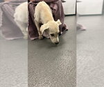 Small Labrador Retriever