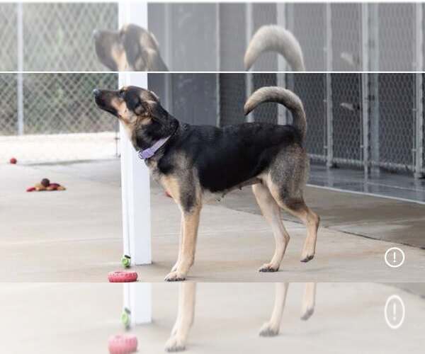 Medium Photo #4 Mutt Puppy For Sale in Minneapolis, MN, USA