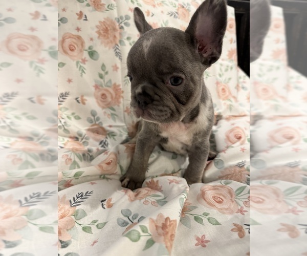 Medium Photo #7 French Bulldog Puppy For Sale in LEESBURG, GA, USA
