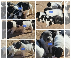 Chinese Shar-Pei Puppy for sale in APPLE VALLEY, CA, USA