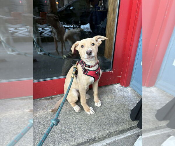 Medium Photo #7 Mutt Puppy For Sale in New York, NY, USA