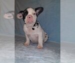 Small Photo #3 French Bulldog Puppy For Sale in EMPIRE STATE, NY, USA