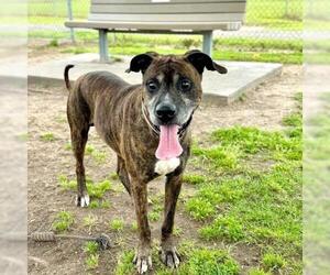 American Pit Bull Terrier-Unknown Mix Dogs for adoption in Conroe, TX, USA