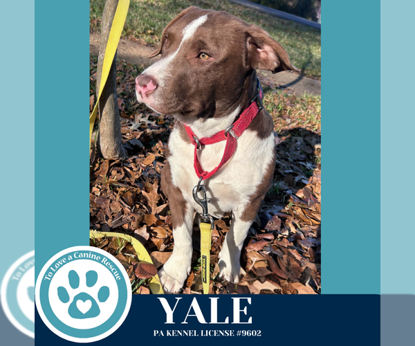 Medium Photo #2 Labrador Retriever-Unknown Mix Puppy For Sale in Kimberton, PA, USA