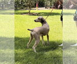Small #3 Mutt