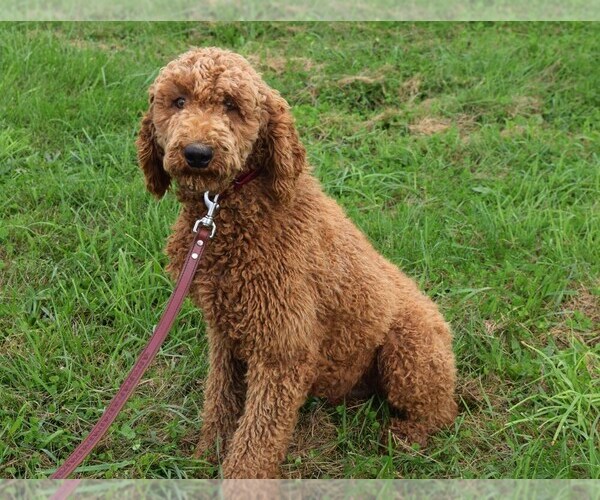 Medium Photo #1 Labradoodle Puppy For Sale in COSHOCTON, OH, USA