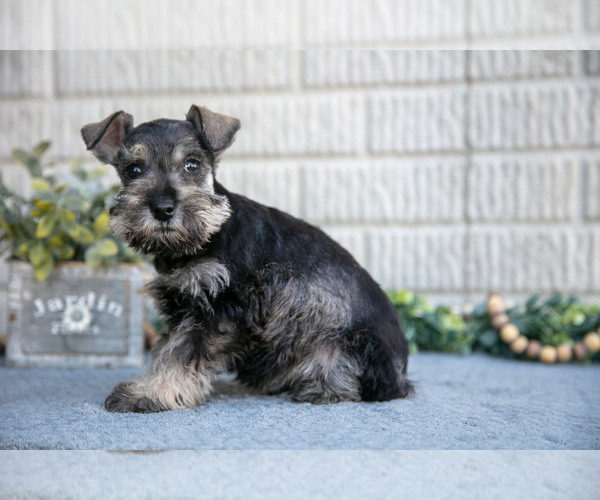 Medium Photo #3 Schnauzer (Miniature) Puppy For Sale in BALTIC, OH, USA