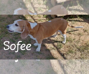 Sofee-ADOPTED 7/26 - Female Beagle Dog for Adoption - Photo #6