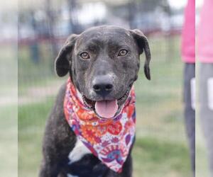 American Staffordshire Terrier Dogs for adoption in San Antonio, TX, USA