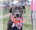 Small American Staffordshire Terrier