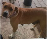 Small #4 Labrador Retriever Mix