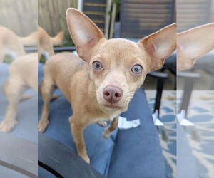 Chihuahua-Unknown Mix Dogs for adoption in Oakhurst, NJ, USA