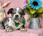 Small Photo #8 French Bulldog Puppy For Sale in RISING SUN, MD, USA