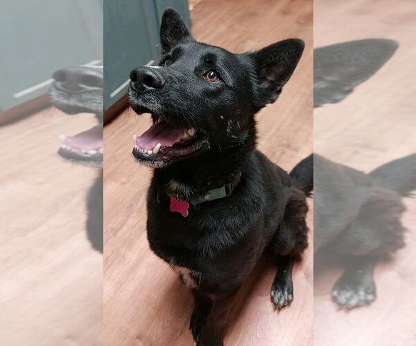 Medium Photo #4 Australian Kelpie-Unknown Mix Puppy For Sale in Boston, MA, USA