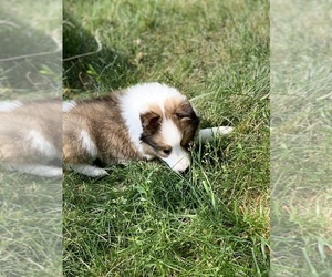 Shetland Sheepdog Dog for Adoption in ELMWOOD, Illinois USA