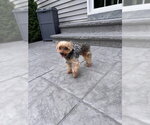 Small Mutt