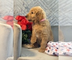 Small #13 Goldendoodle
