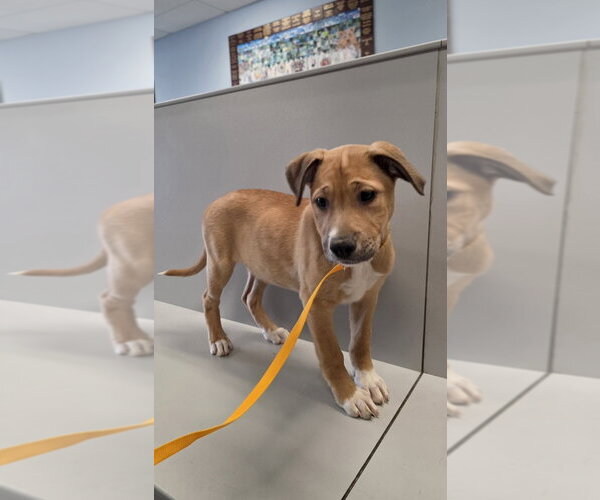 Medium Photo #2 Bogle Puppy For Sale in Aurora, IN, USA