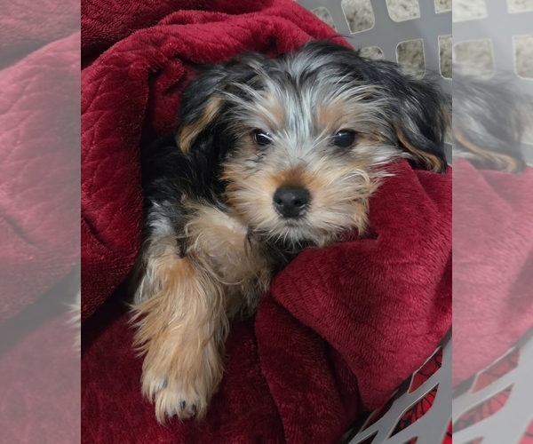 Medium Photo #1 Yorkshire Terrier Puppy For Sale in ROYAL OAK, MI, USA