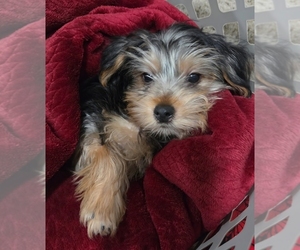 Yorkshire Terrier Puppy for sale in ROYAL OAK, MI, USA