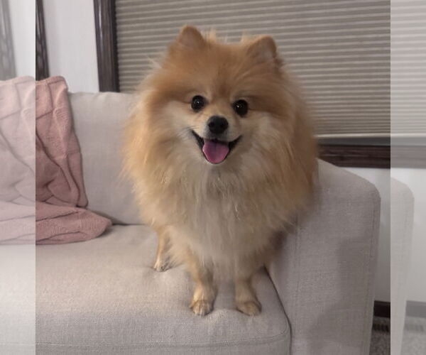 Medium Photo #6 Pomeranian Puppy For Sale in Fargo, ND, USA