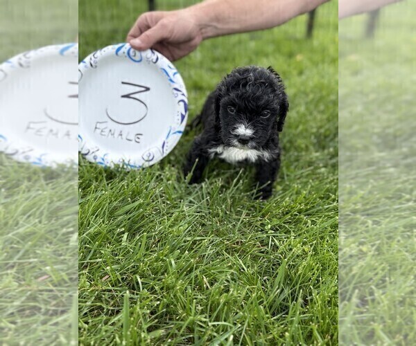 Medium Photo #6 Bernedoodle Puppy For Sale in BROWNSTOWN, IN, USA