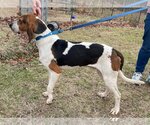 Small Photo #3 Treeing Walker Coonhound-Unknown Mix Puppy For Sale in Rustburg, VA, USA