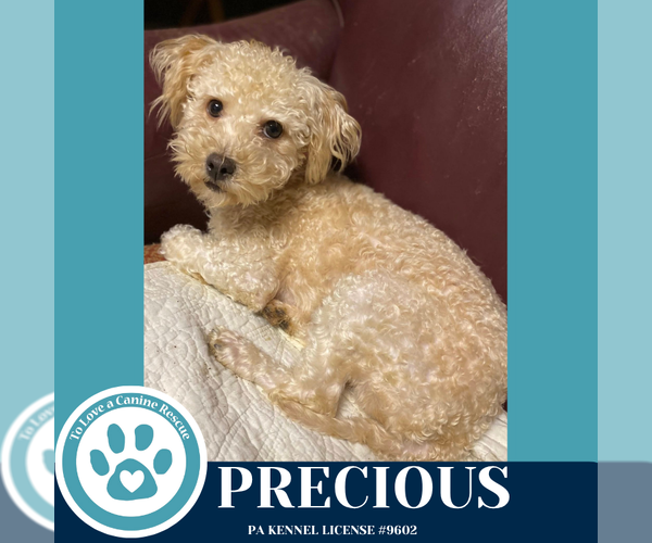 Medium Photo #2 Poodle (Miniature)-Unknown Mix Puppy For Sale in Kimberton, PA, USA