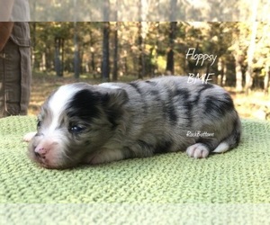 Miniature Australian Shepherd Puppy for sale in BATESVILLE, AR, USA