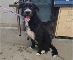 Labradoodle Dogs for adoption in Camarillo, CA, USA