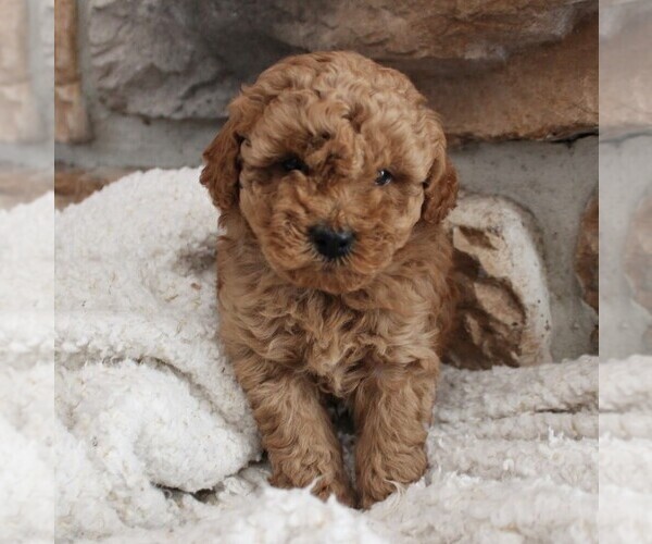 Medium Photo #1 Poodle (Miniature) Puppy For Sale in MILLERSTOWN, PA, USA