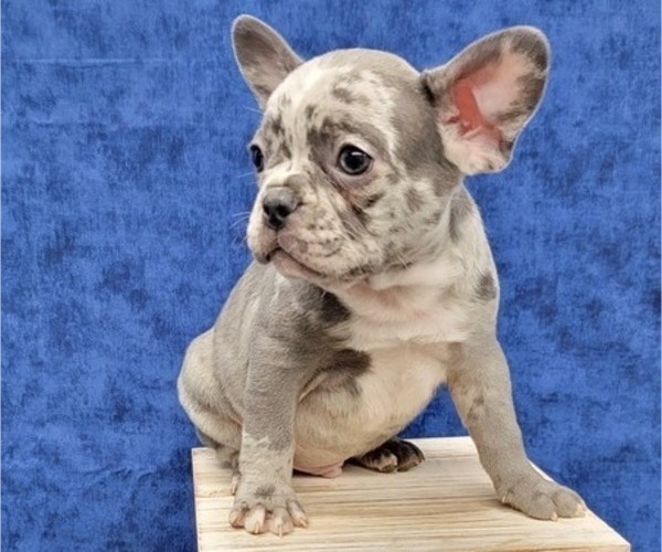Medium Photo #2 French Bulldog Puppy For Sale in BLAKESBURG, IA, USA