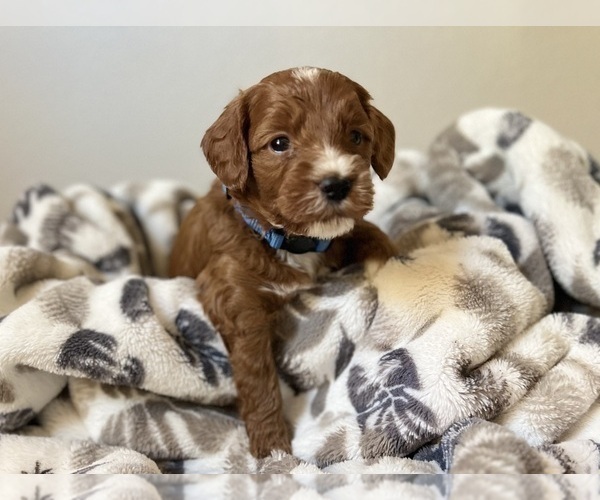 Medium Photo #2 Goldendoodle (Miniature) Puppy For Sale in MANTECA, CA, USA