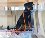 Small Photo #3 Rottweiler-Unknown Mix Puppy For Sale in Hillsboro, NH, USA