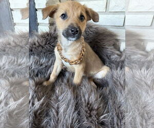 Chihuahua-Unknown Mix Dogs for adoption in St. Louis Park, MN, USA