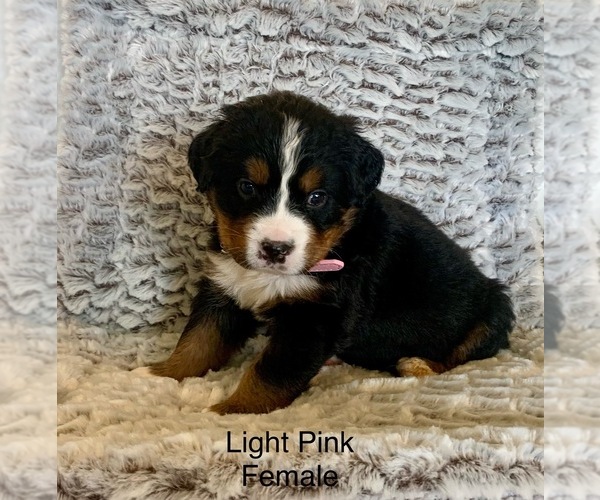 Medium Photo #6 Bernese Mountain Dog Puppy For Sale in FENWICK, MI, USA