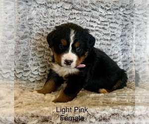 Medium Bernese Mountain Dog