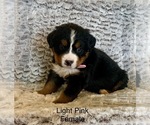 Puppy Sweet Tart Bernese Mountain Dog