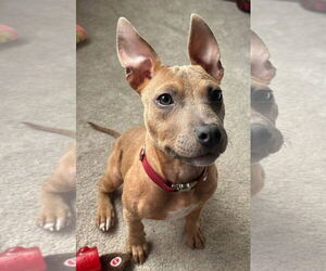 Medium American Pit Bull Terrier Mix