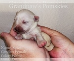 Small Photo #4 Pomsky Puppy For Sale in CASA GRANDE, AZ, USA