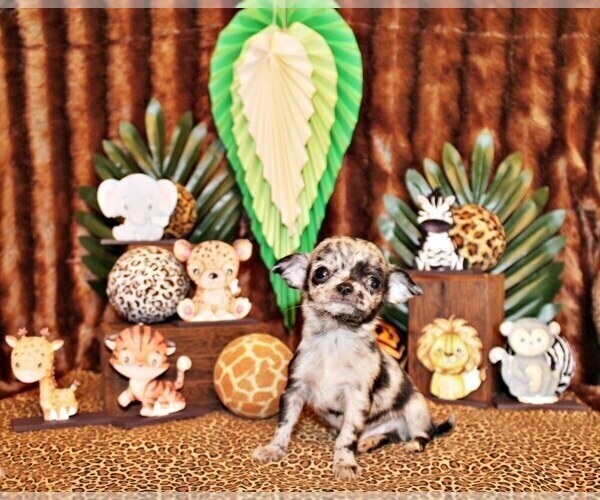 Medium Photo #1 Chihuahua Puppy For Sale in CHARLESTON, AR, USA
