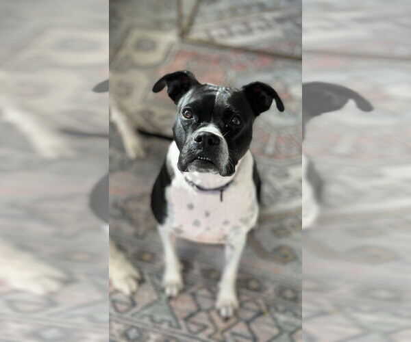 Medium Photo #8 Boxer-Unknown Mix Puppy For Sale in Mooresville, NC, USA