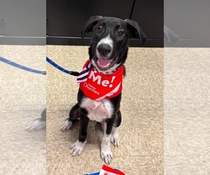 Labrador Retriever-Unknown Mix Dogs for adoption in Germantown, OH, USA