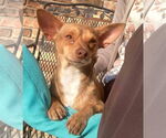 Small #19 Chihuahua
