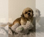 Small Photo #1 La-Chon Puppy For Sale in CANOGA, NY, USA
